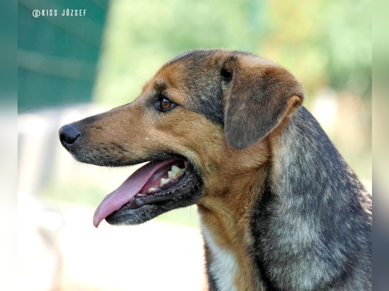 Rambo hat bisher nichts Gutes erlebt und möchte jetzt endlich ankommen !