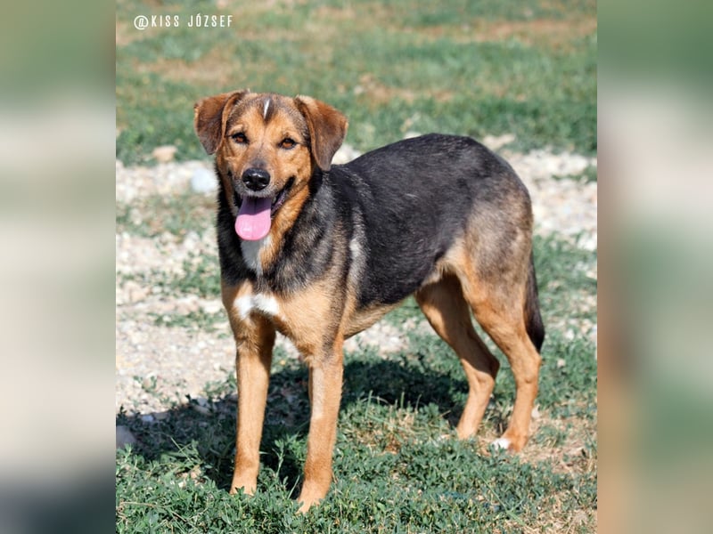 Rambo hat bisher nichts Gutes erlebt und möchte jetzt endlich ankommen !