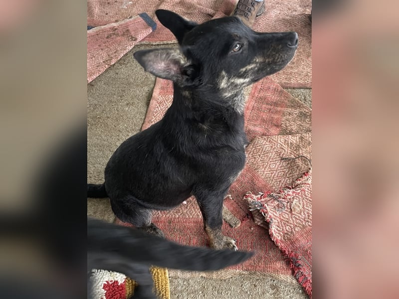 Robi, ein hübscher aktiver Junghund, der mit seinen Menschen bald die Welt erkunden möchte !