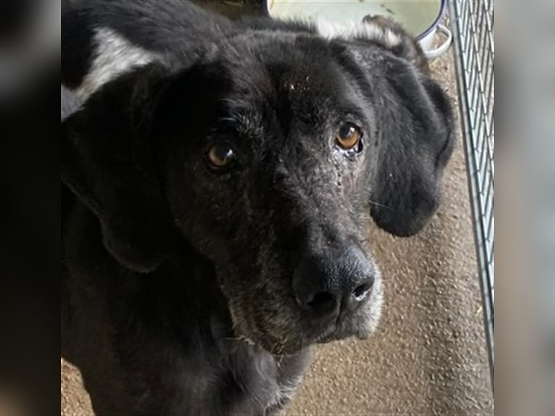 Topi, ein alter verlassener Rüde, sucht nochmal sein Glück !