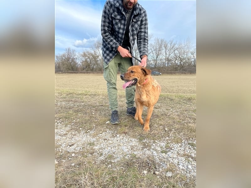 Dobi ist auf der Suche nach einer lieben Familie !