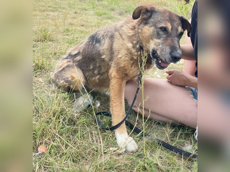 Großer Kuschelhund Original wäre gerne Einzelhund !