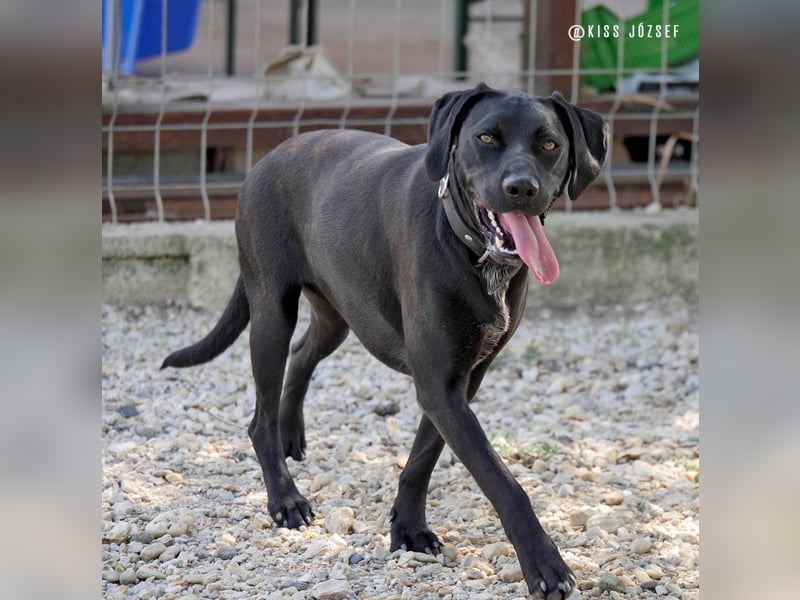 Bildschöner Jungspund Morris, ein ungeschliffener Diamant, braucht einen Neustart !