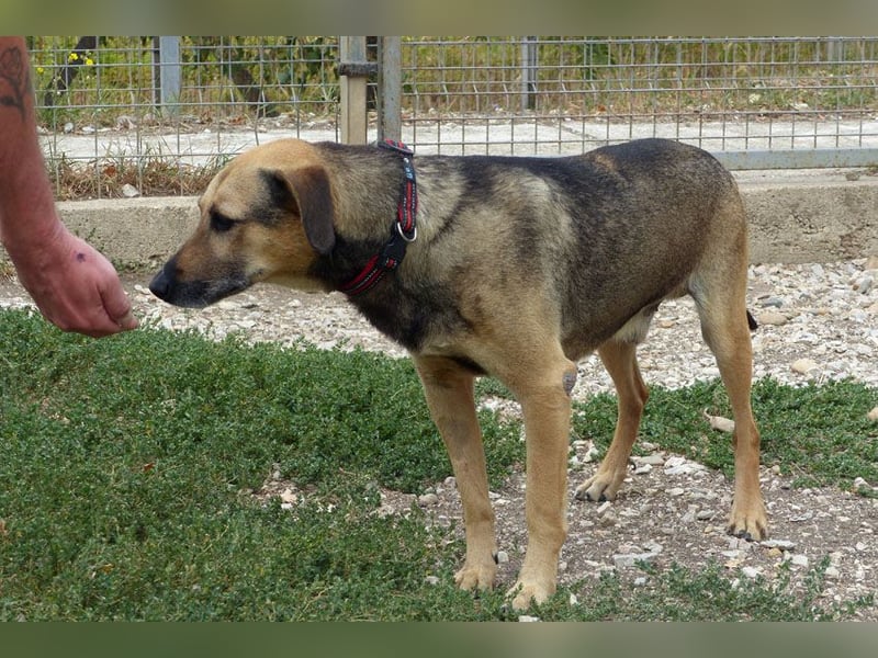 Artur 2, noch in Ungarn, möchte sein Leben als Streuner hinter sich lassen
