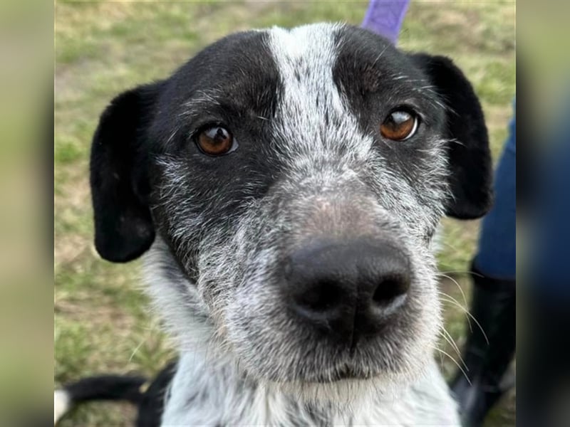 Hecsedli würde  gerne bei bewegungsfreudigen Menschen leben !