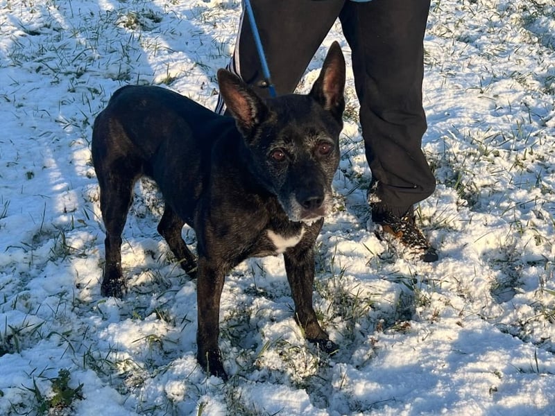 Kira läuft die Zeit davon ! Es wäre so toll, wenn die Seniorin ein schönes Zuhause finden würde !