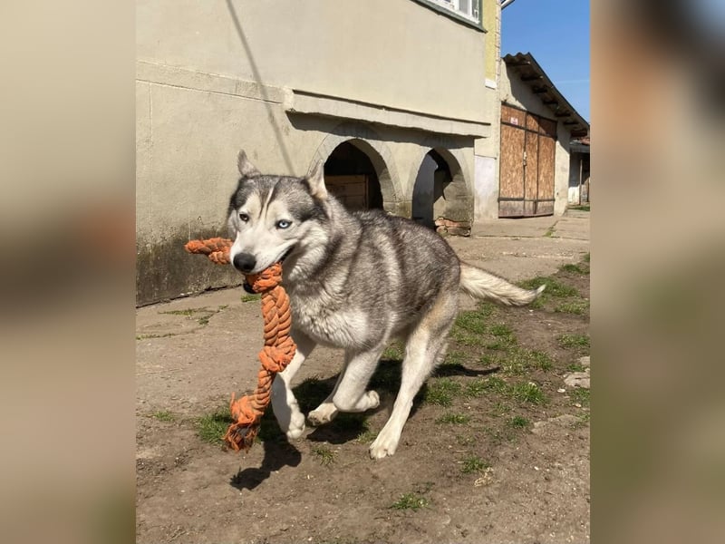 Lilit, wunderschöne Husky-Mix Hündin, ein Rohdiamant !