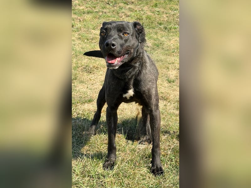 Füli möchte gerne Einzelprinzessin bei ihren Menschen sein !