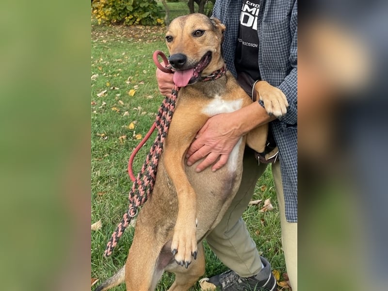 Sos für Liza ...sie verliert ihr Zuhause ! Es wird dringend ein Platz gesucht .