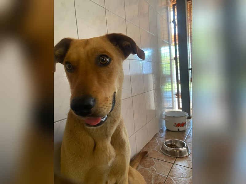 Junger Bogyo, noch neu im Tierheim und sehr schüchtern !