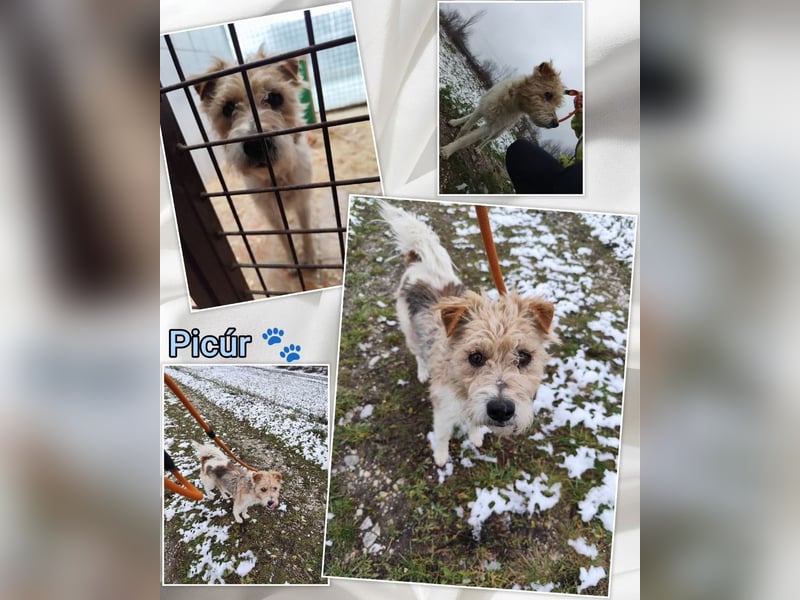 Niedlicher Picur im besten Alter..ein Typischer Terrier !