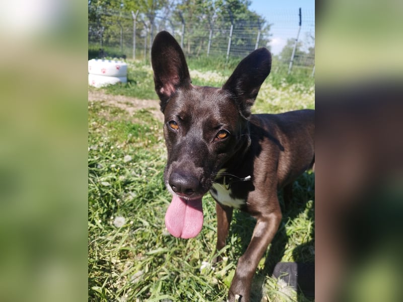 Arwen hat ihr Zuhause verloren, als sich ihre Halter scheiden ließen !