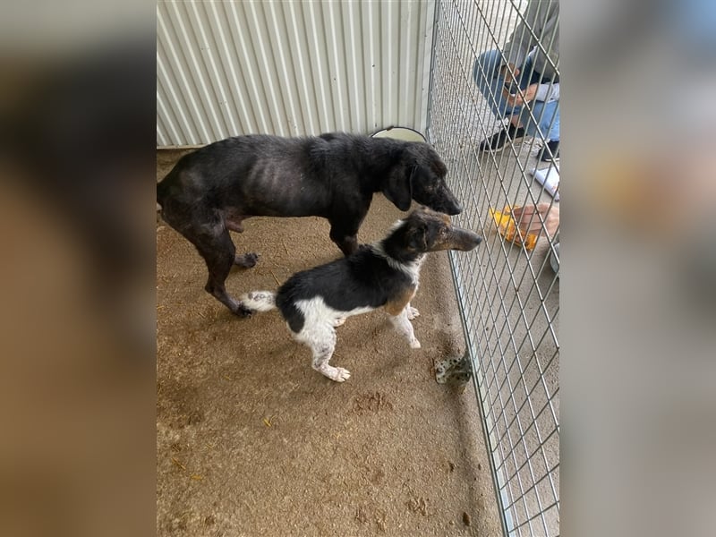 Topi, ein alter verlassener Rüde, sucht nochmal sein Glück !