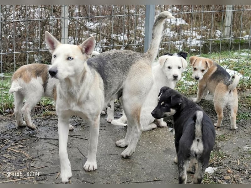 Barka Mama , ein bezaubernde hübsche Hundemama sucht Ihr Glück !