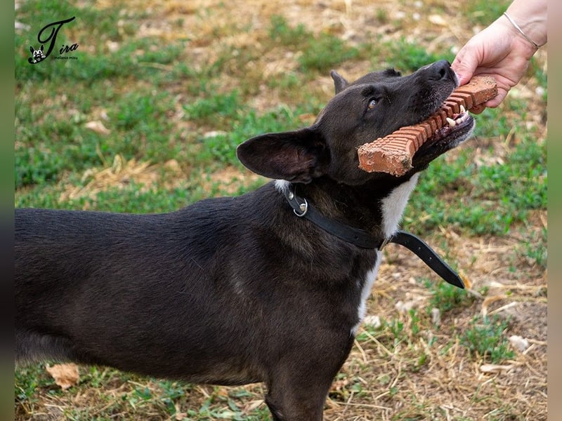 Arwen hat ihr Zuhause verloren, als sich ihre Halter scheiden ließen !