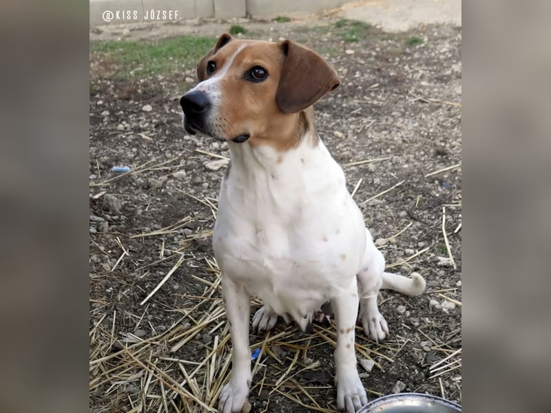 Freundliche Licsi sucht Menschen, die ihr viel Bewegung bieten !