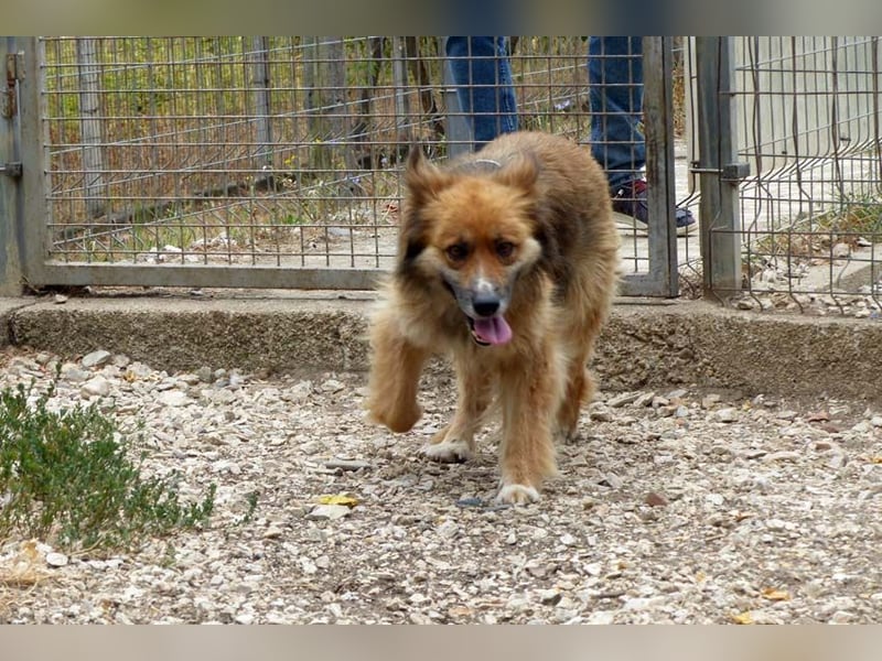 Stella bereits in Deutschland. Wunderschön, wuschelig und menschenbezogen...das ist Stella !