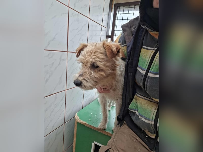 Niedlicher Picur im besten Alter..ein Typischer Terrier !