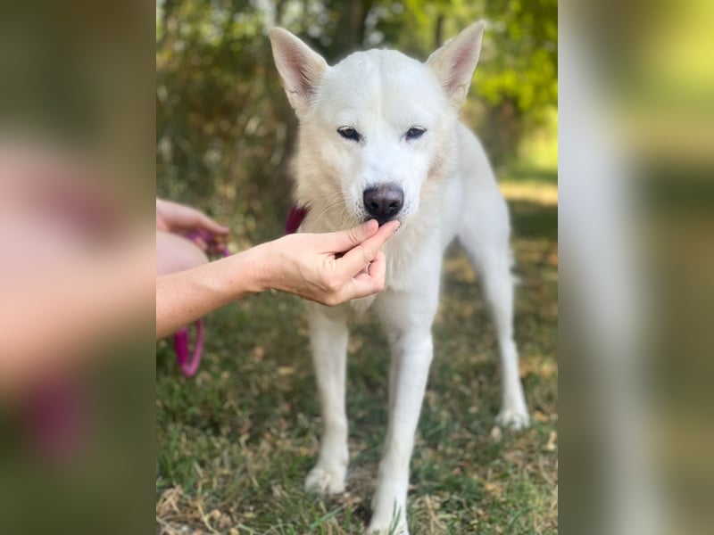 Freundliche Alba wurde aus schlechter Haltung befreit !
