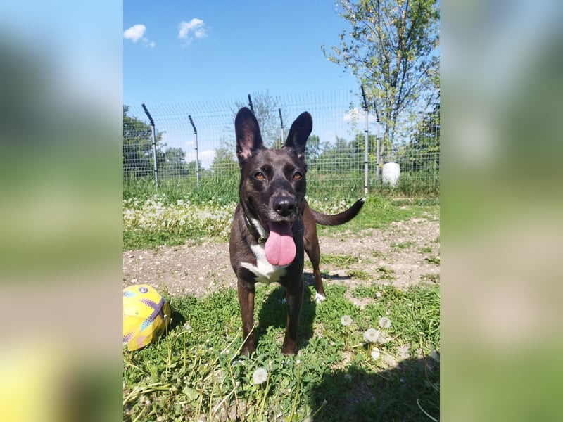 Arwen hat ihr Zuhause verloren, als sich ihre Halter scheiden ließen !