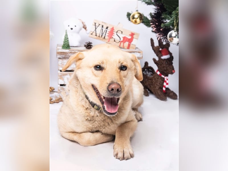 Wer hilft Zsemle, Menschen wieder zu vertrauen?