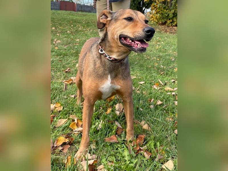 Sos für Liza ...sie verliert ihr Zuhause ! Es wird dringend ein Platz gesucht .