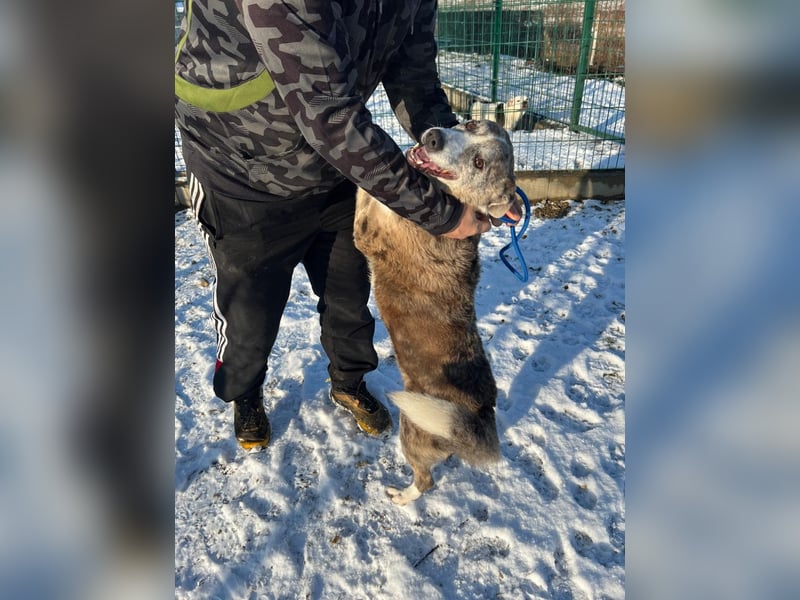 Patti und ihr Partner Benedek haben leider ihr Zuhause verloren !