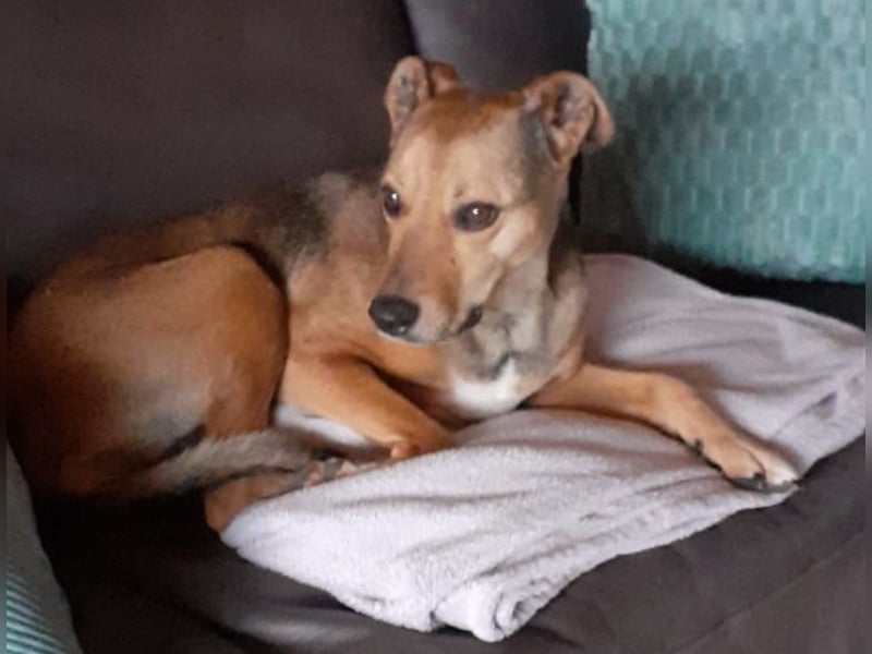 Sos für Liza ...sie verliert ihr Zuhause ! Es wird dringend ein Platz gesucht .