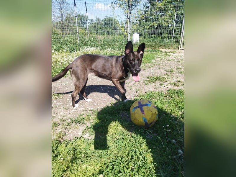 Arwen hat ihr Zuhause verloren, als sich ihre Halter scheiden ließen !