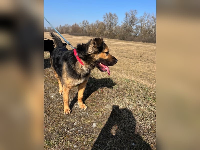 Harcos, der Kämpfer, Lebenslust auf 3 Beinen !