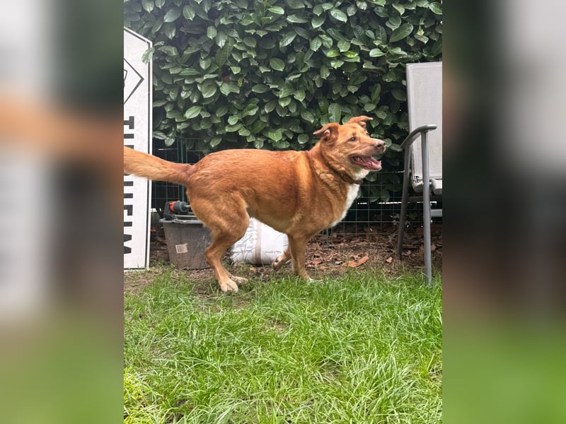 SOS für den hübschen Robin ! Bereits in Deutschland..hat leider sein Zuhause verloren !