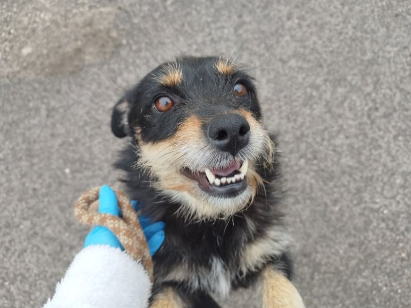 Mókus,  eine junge freundliche Hundemutter, sucht ihr Glück !