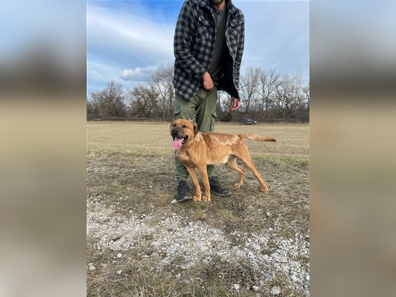 Dobi ist auf der Suche nach einer lieben Familie !