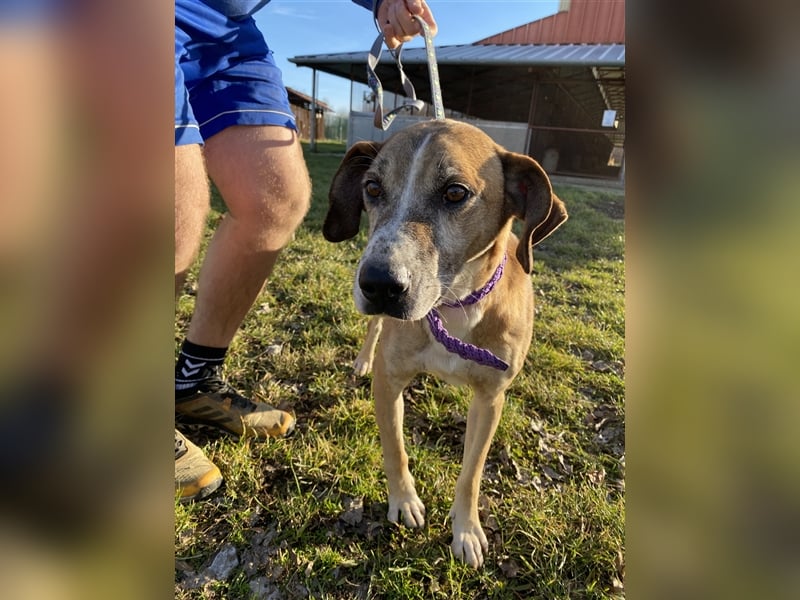 Jonas wurde von seinen Haltern alleine in einem Haus zurückgelassen