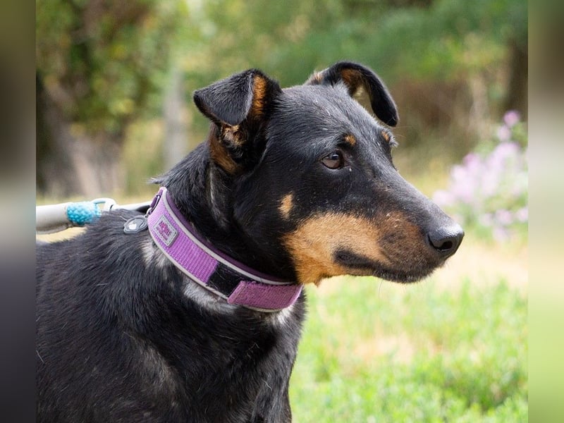 Wicca, eine liebe unkomplizierte Hündin, die auch für Anfönger geeignet ist.