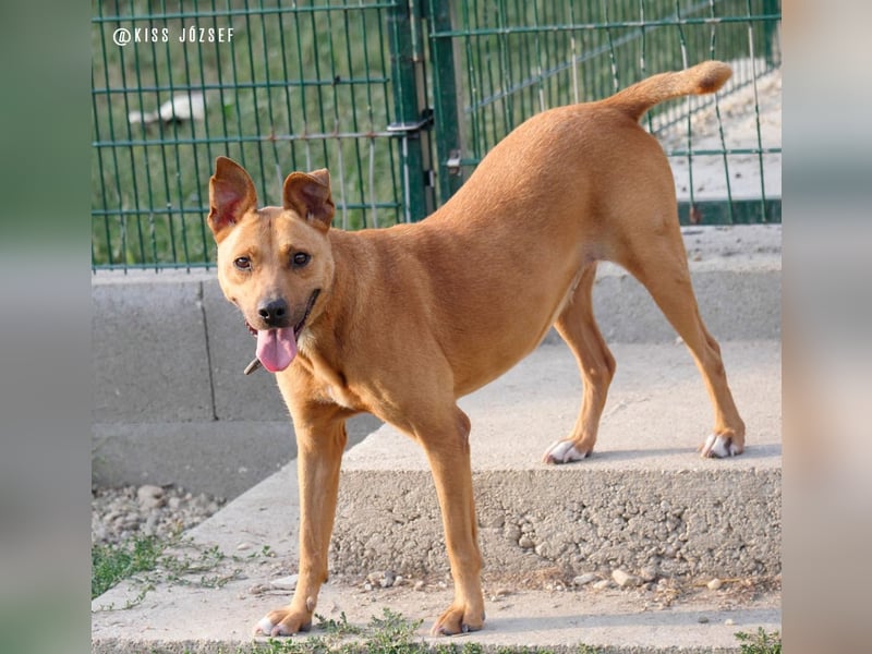 Babett sucht noch einmal ein liebevolles und fürsorgliches Zuhause
