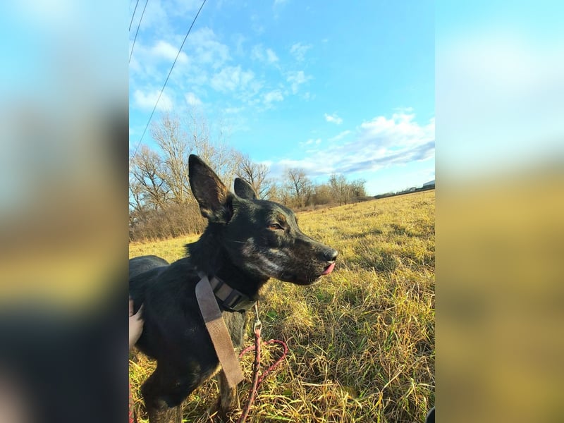 Robi, ein hübscher aktiver Junghund, der mit seinen Menschen bald die Welt erkunden möchte !