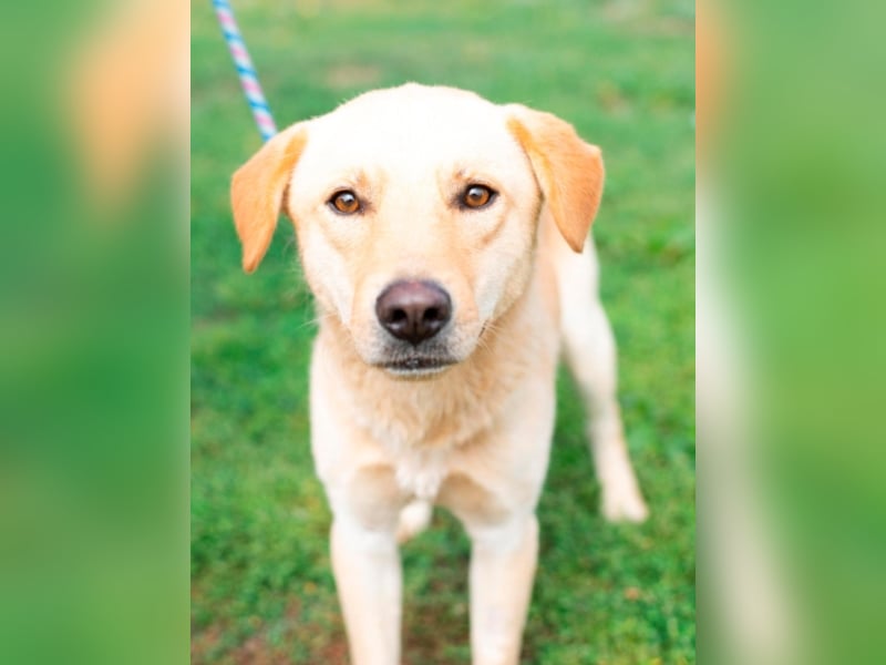 Wer hilft Zsemle, Menschen wieder zu vertrauen?