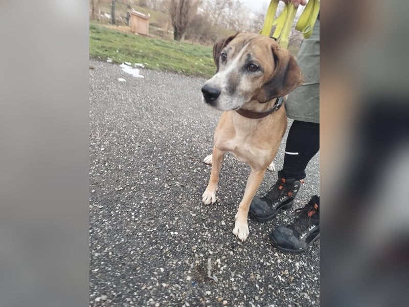 Jonas wurde von seinen Haltern alleine in einem Haus zurückgelassen