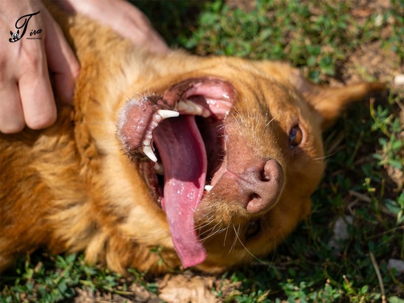 Mirtill, ein bezaubernde aktive Hündin sucht ihr "Für-immer-Zuhause "!