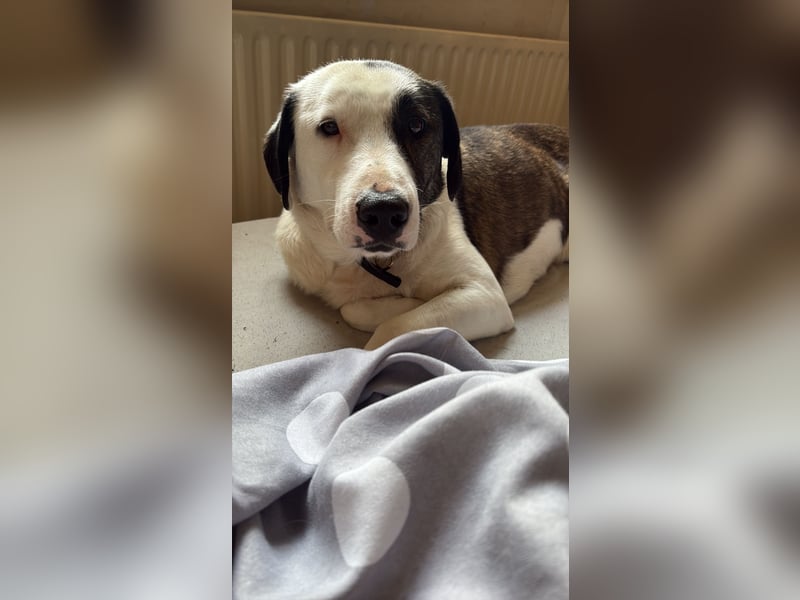 Nani sucht ein neues Zuhause
