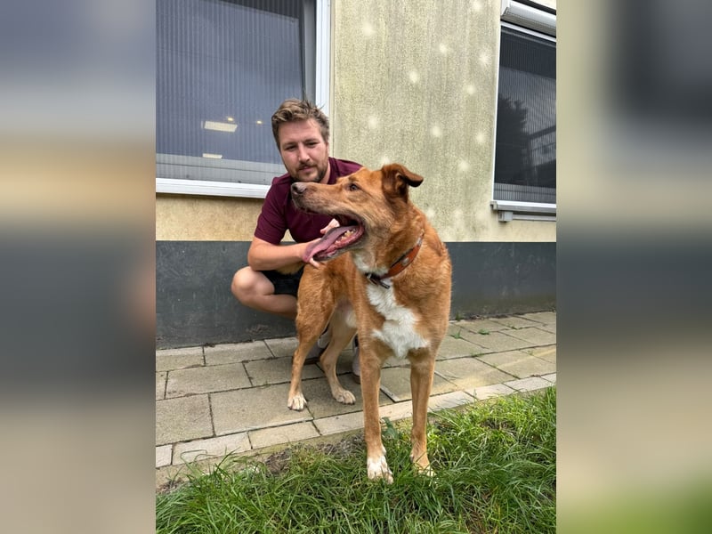 SOS für den hübschen Robin ! Bereits in Deutschland..hat leider sein Zuhause verloren !