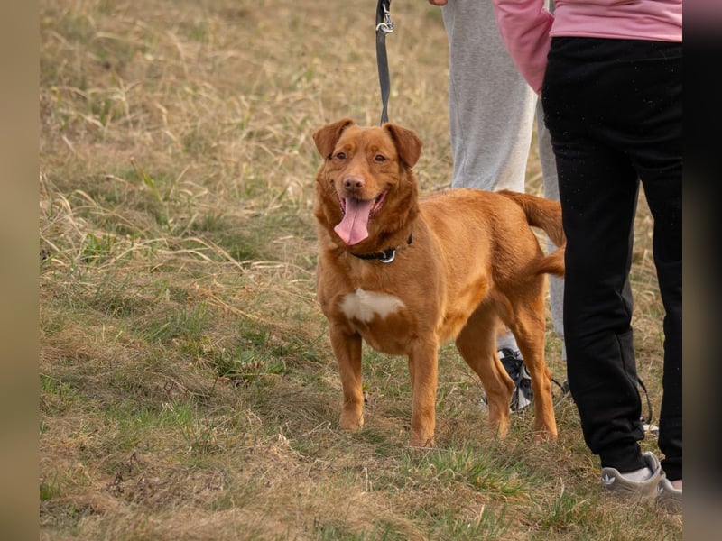 Mirtill, ein bezaubernde aktive Hündin sucht ihr "Für-immer-Zuhause "!