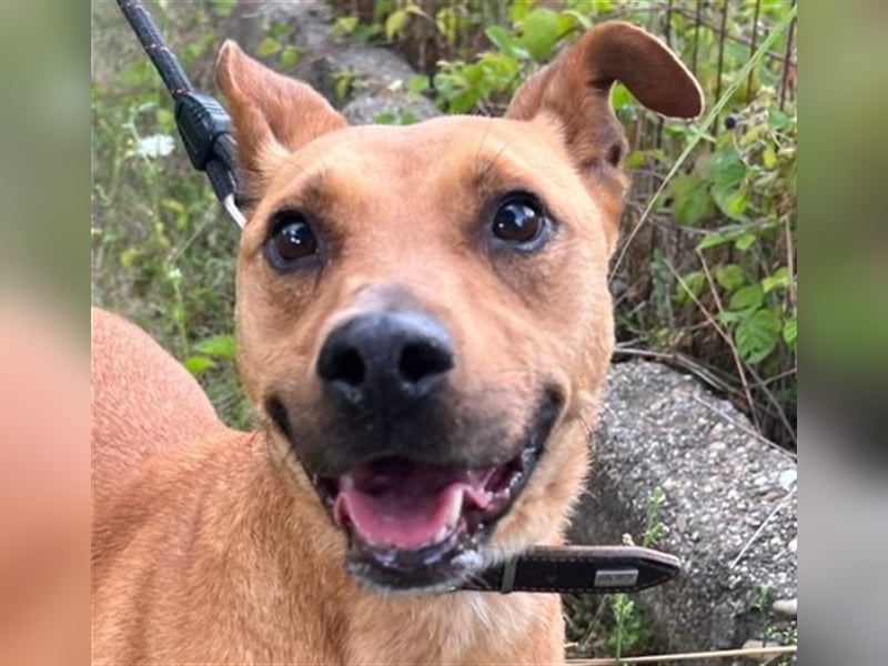 Babett sucht noch einmal ein liebevolles und fürsorgliches Zuhause