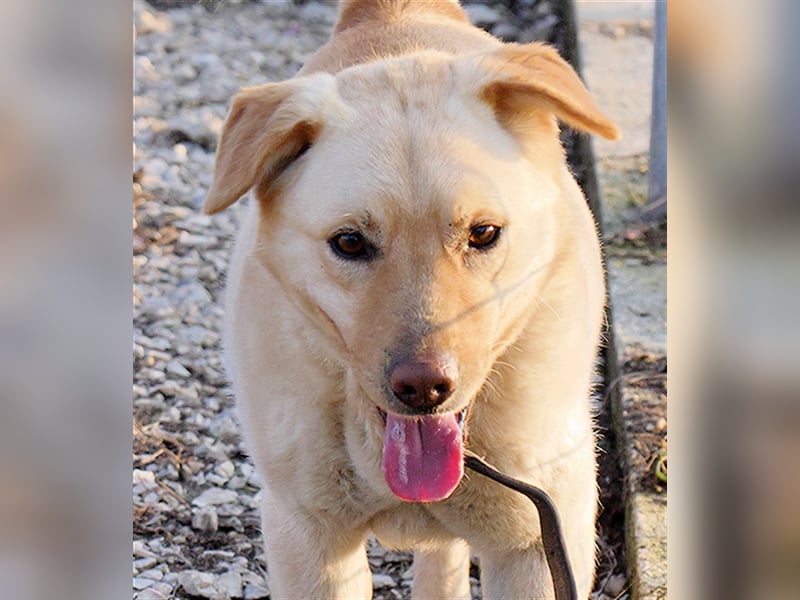 Wer hilft Zsemle, Menschen wieder zu vertrauen?