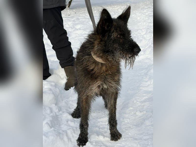 Freundliche und menschenbezogene  Wendy sucht liebevolle Familie !