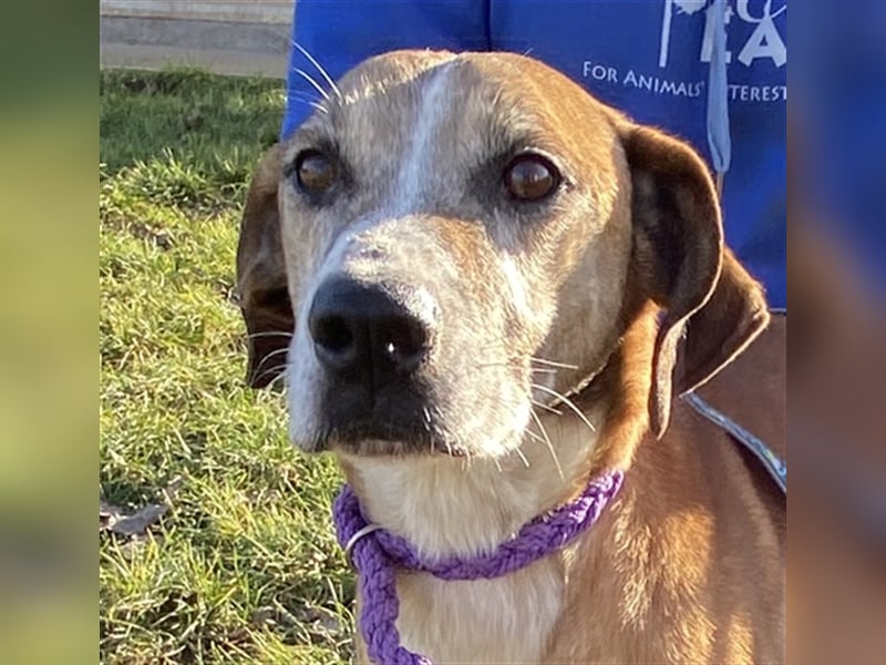Jonas wurde von seinen Haltern alleine in einem Haus zurückgelassen