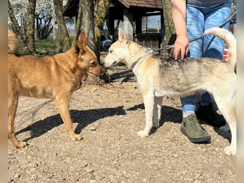 Barka Mama , ein bezaubernde hübsche Hundemama sucht Ihr Glück !