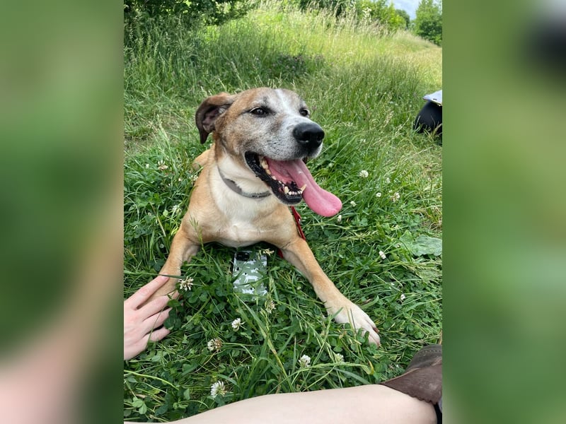 Jonas wurde von seinen Haltern alleine in einem Haus zurückgelassen