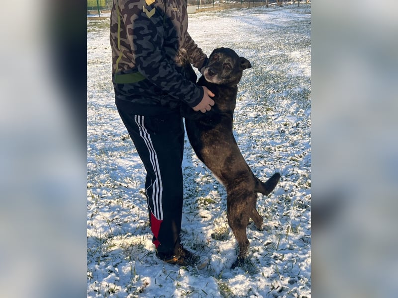 Kira läuft die Zeit davon ! Es wäre so toll, wenn die Seniorin ein schönes Zuhause finden würde !